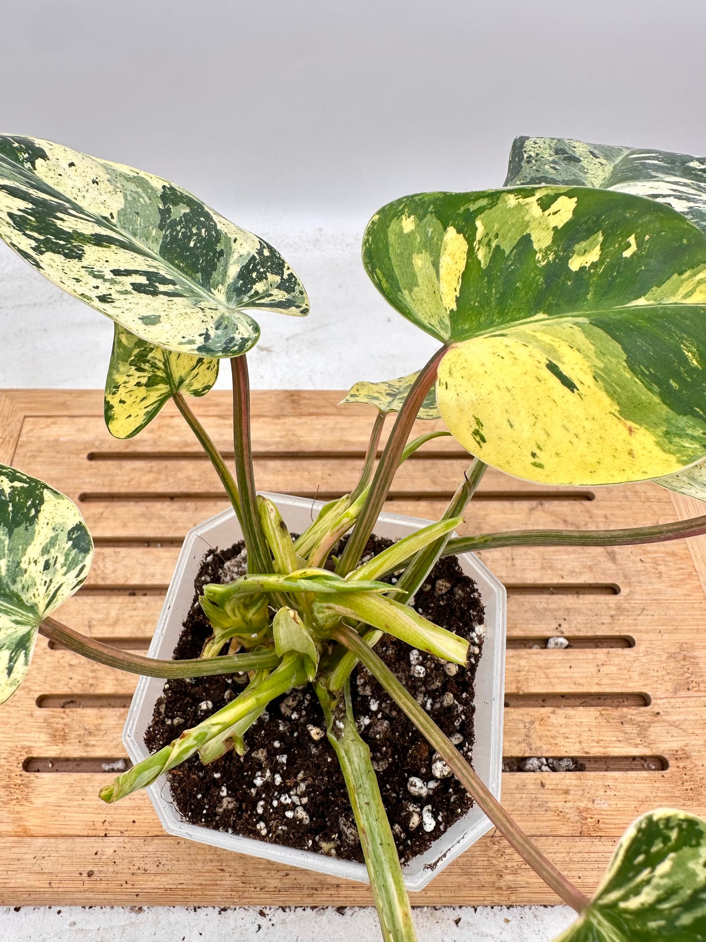 Philodendron Ice Emerald Queen
