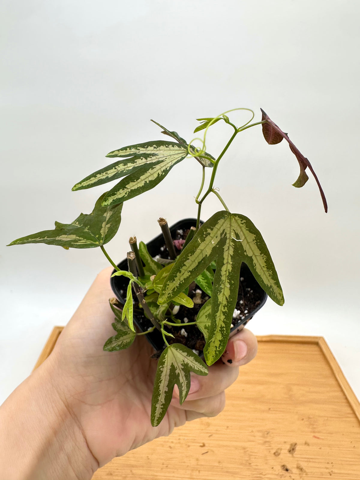 Passiflora Trifasciata - Multiple Growths