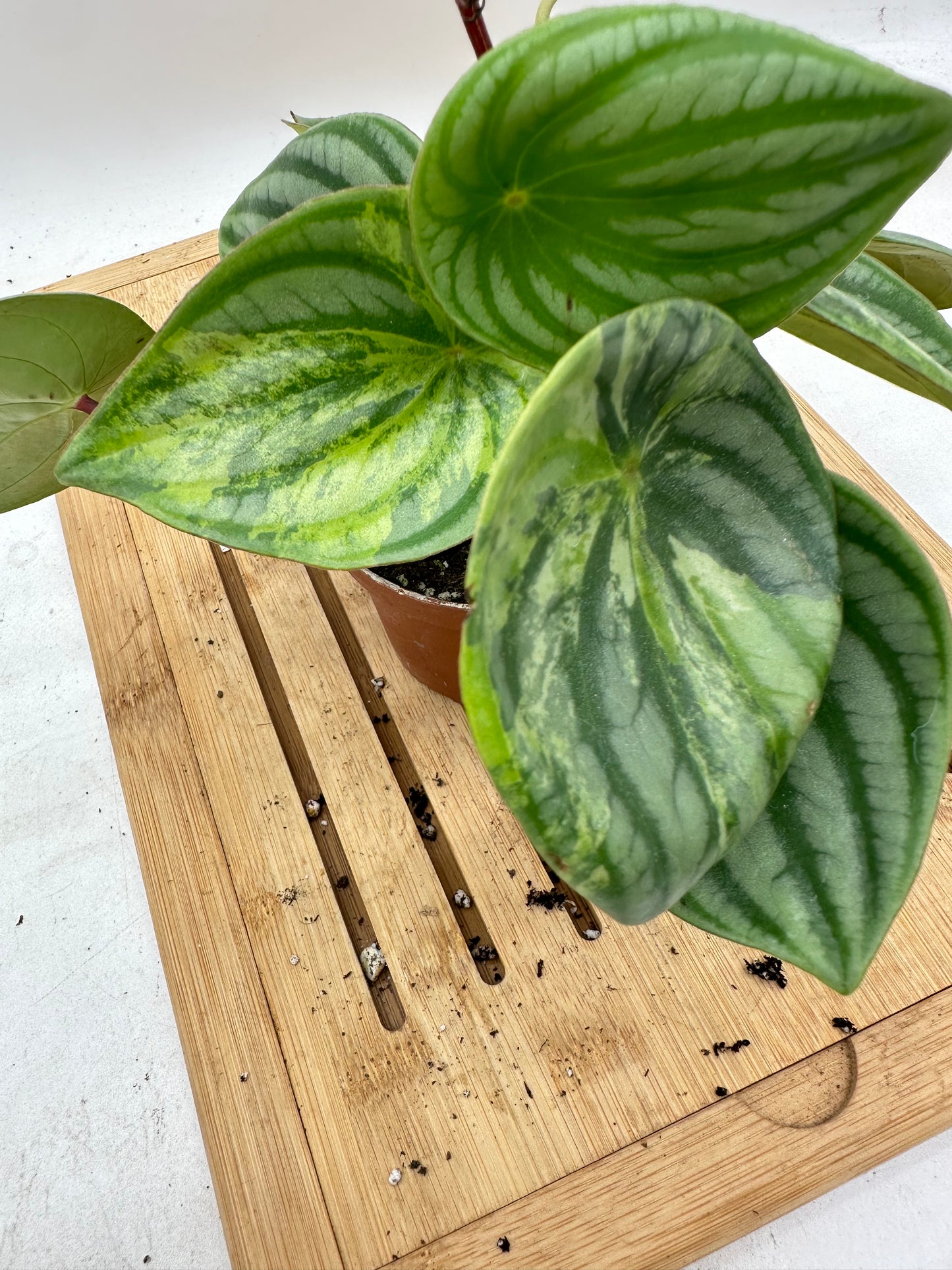 Variegated Peperomia Watermelon