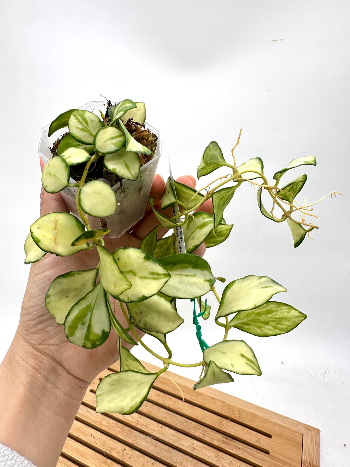 Hoya Heuschkeliana Inner Variegated