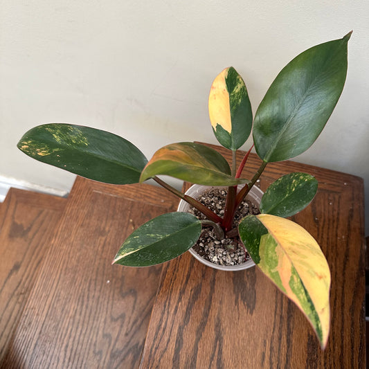 Pre Mother Day Sale - Philodendron Red Congo Variegated