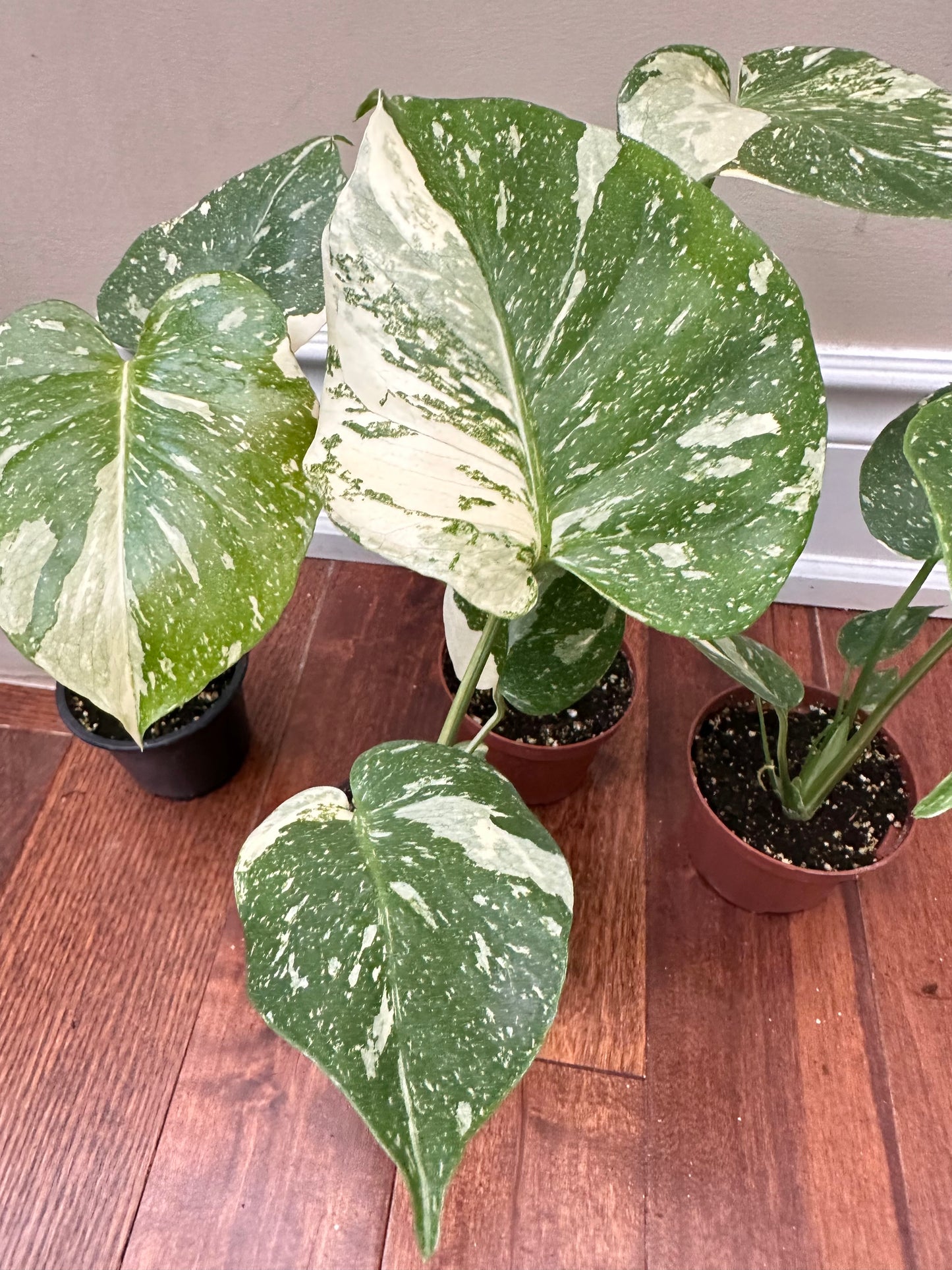 Monstera Thai Constellation