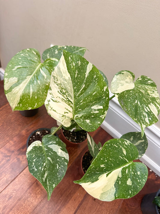 Monstera Thai Constellation