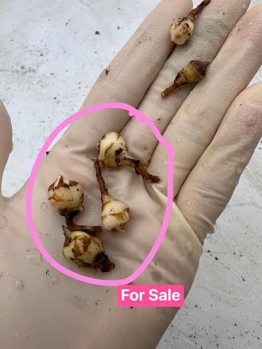 Alocasia Regal Shields Aurea CORM