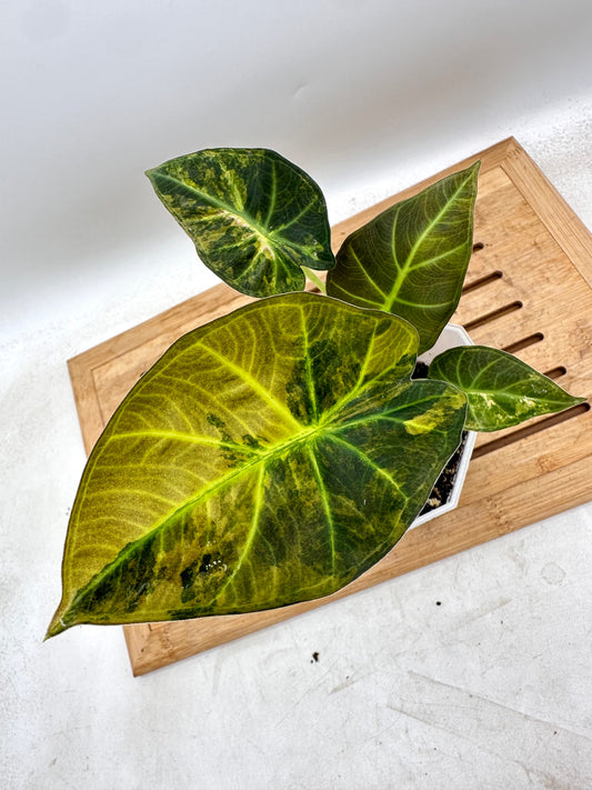 Alocasia Regal Shields Aurea CORM
