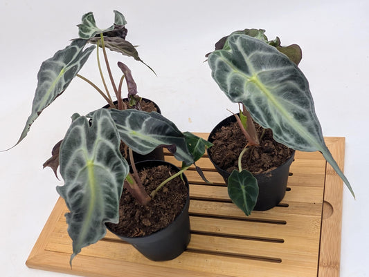 Alocasia Venom