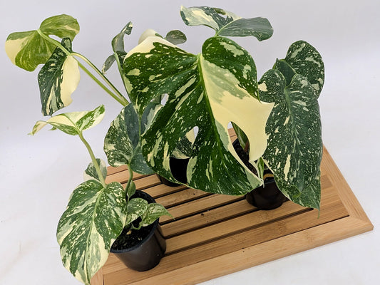 Monstera Thai Constellation - High Variegation