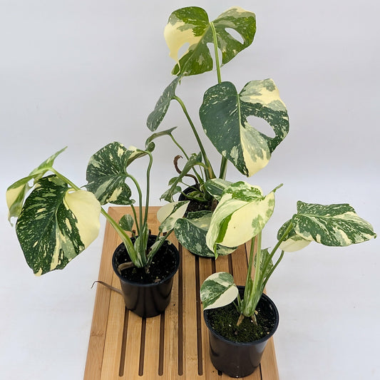 Monstera Thai Constellation - High Variegation