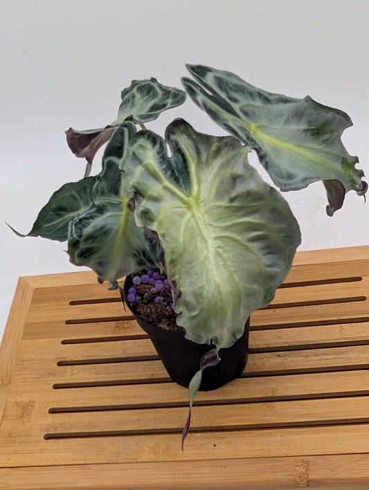 Alocasia Venom CORM