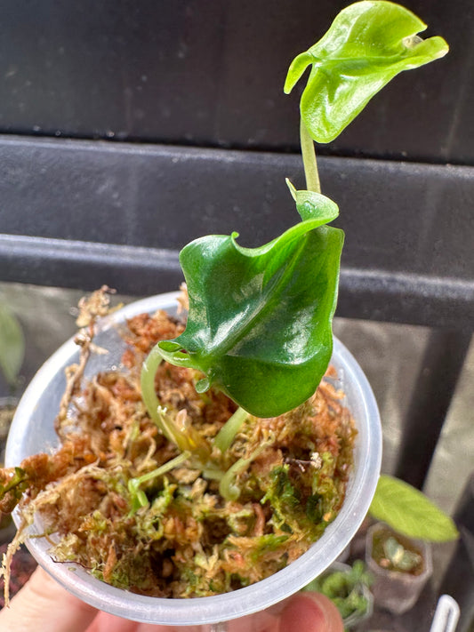 Alocasia Loco