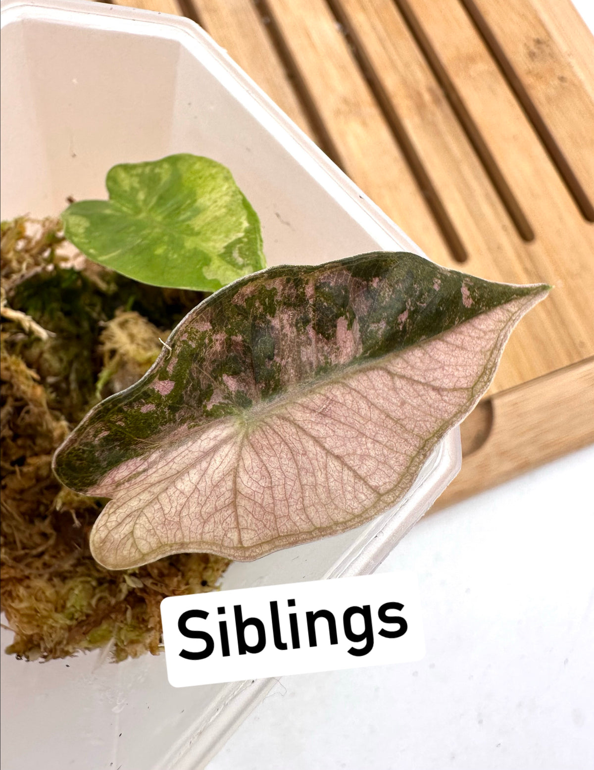 Alocasia Psuedo Sanderiana Pink Variegated CORM