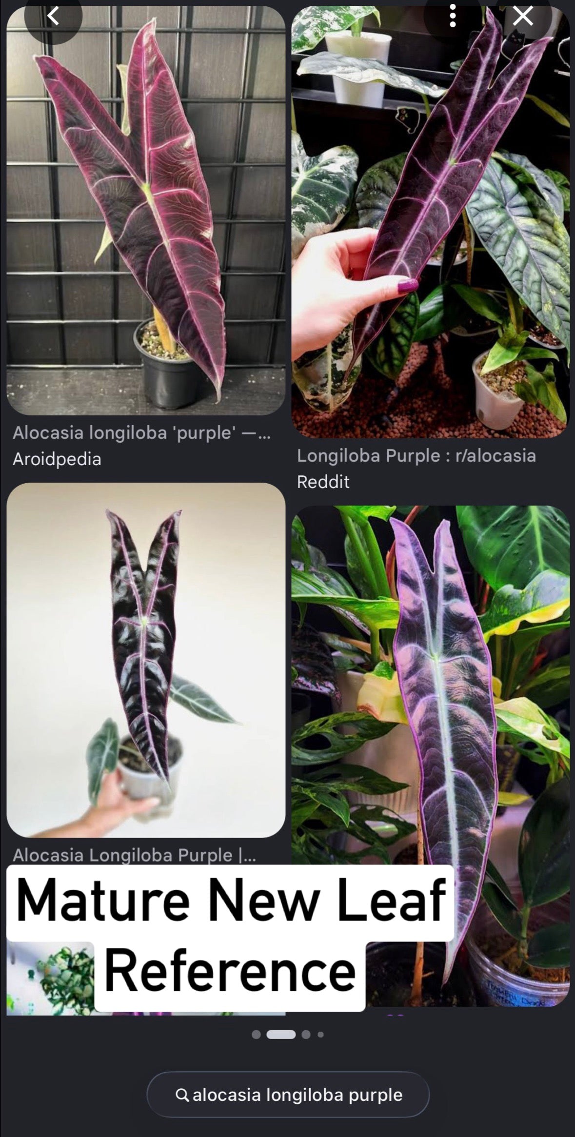 Alocasia Longiloba ‘Purple’