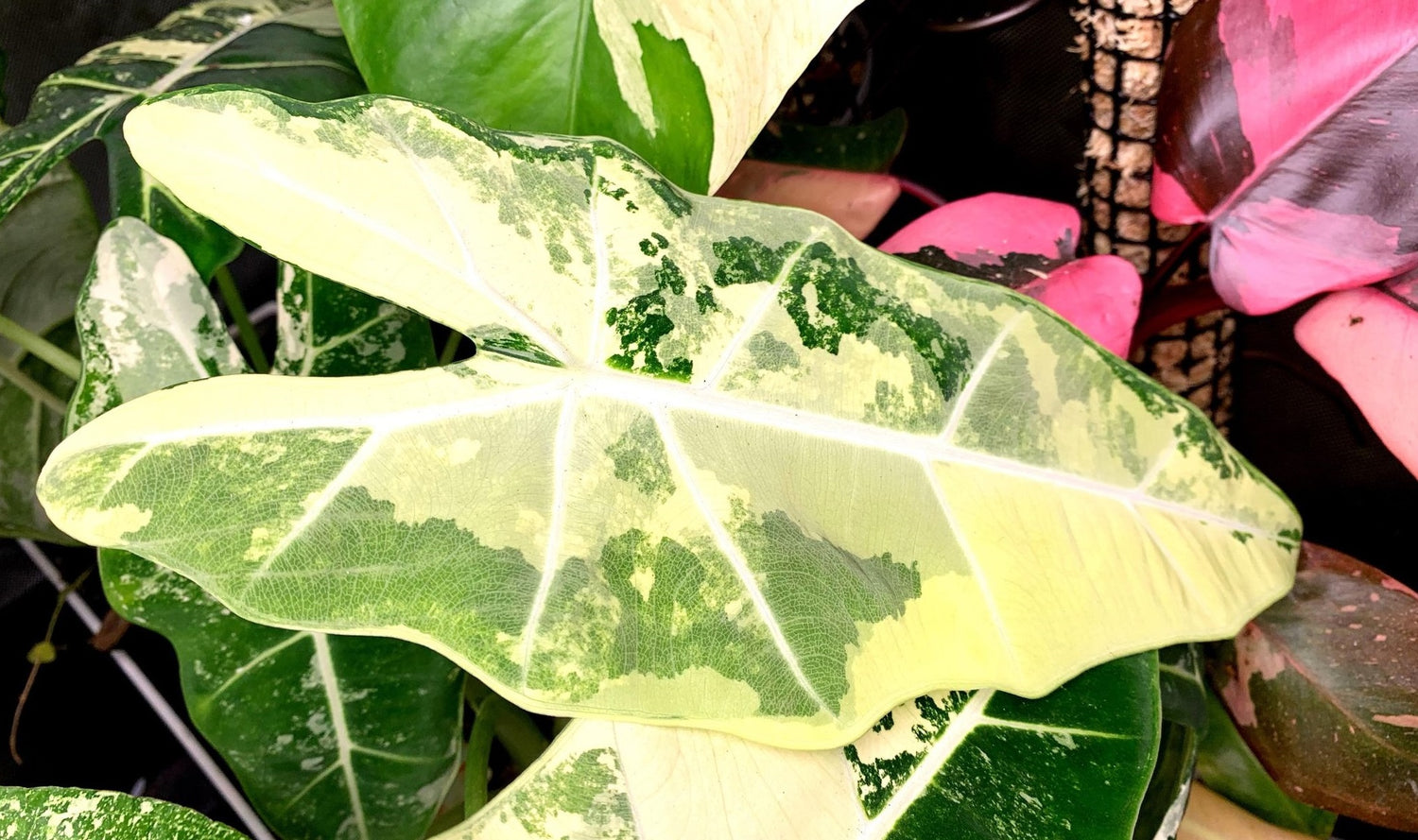 tropical plants